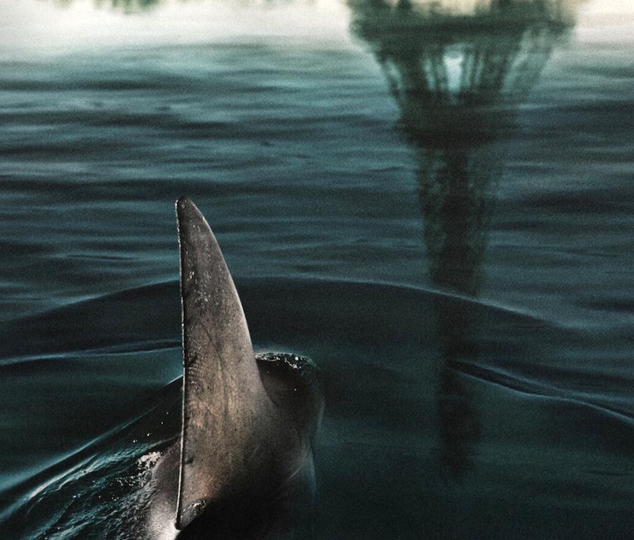 Im Wasser der Seine... Kurs Olympia. Netflix fischt im Trüben